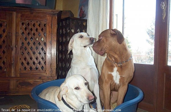 Photo de Dogue de bordeaux