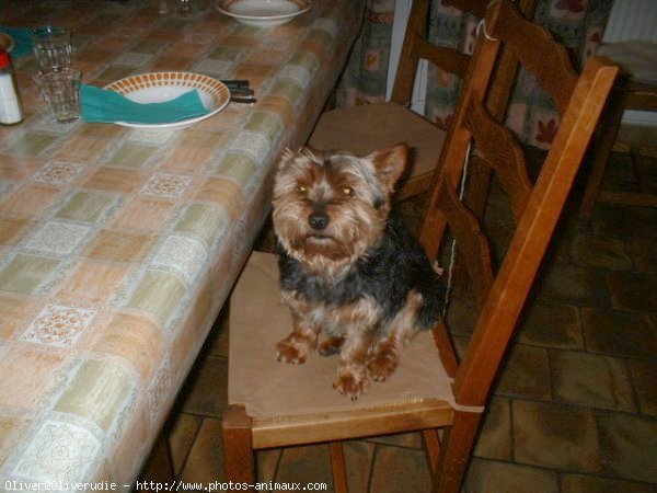 Photo de Yorkshire terrier