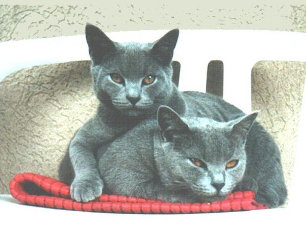 Photo de Chartreux