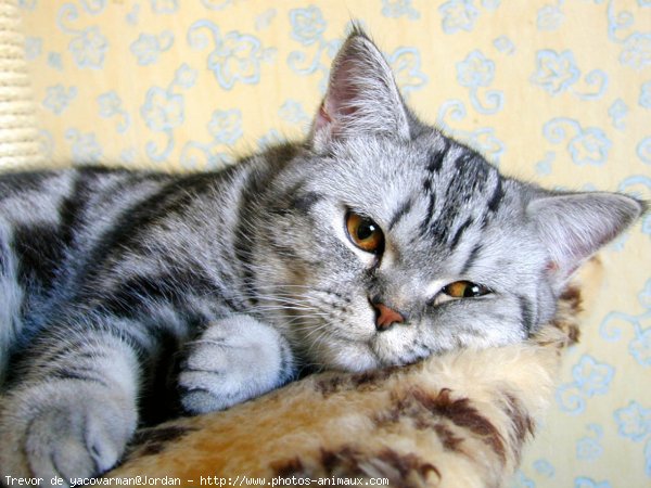 Photo de British shorthair