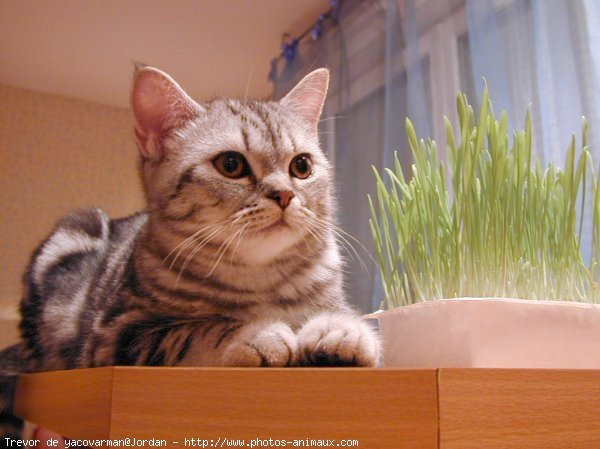 Photo de British shorthair