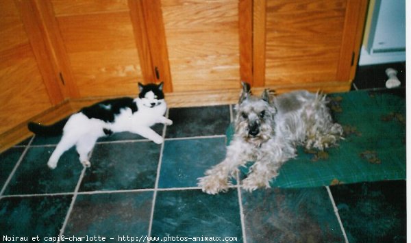 Photo de Schnauzer gant