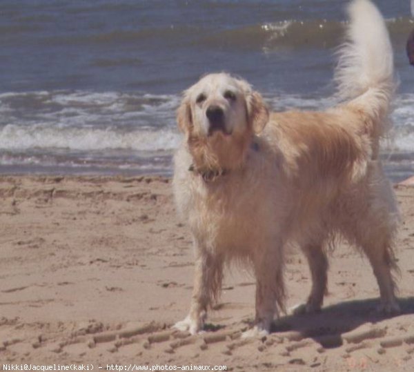 Photo de Golden retriever