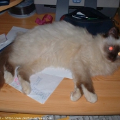 Photo de Sacr de birmanie