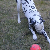 Photo de Dalmatien