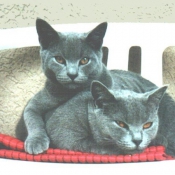 Photo de Chartreux