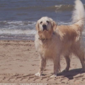 Photo de Golden retriever