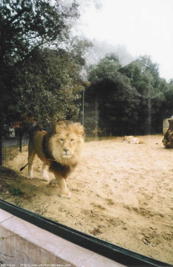 Photo de Lion