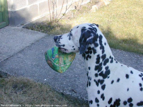 Photo de Dalmatien