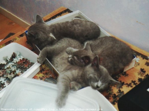 Photo de Chartreux