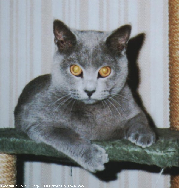 Photo de Chartreux