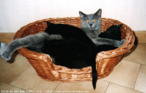 Photo de Chartreux