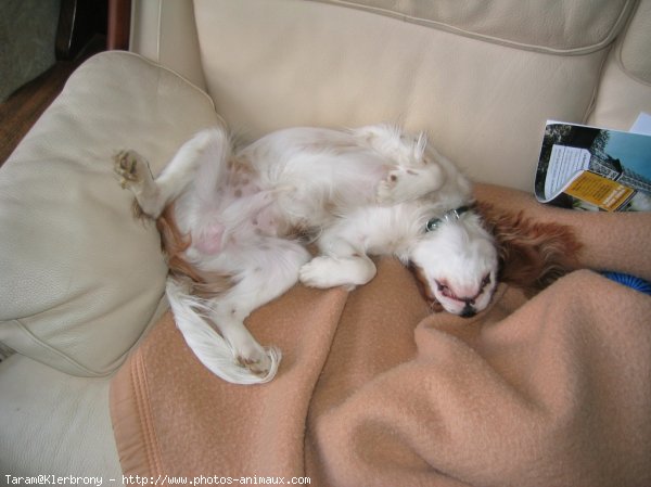 Photo de Cavalier king charles spaniel