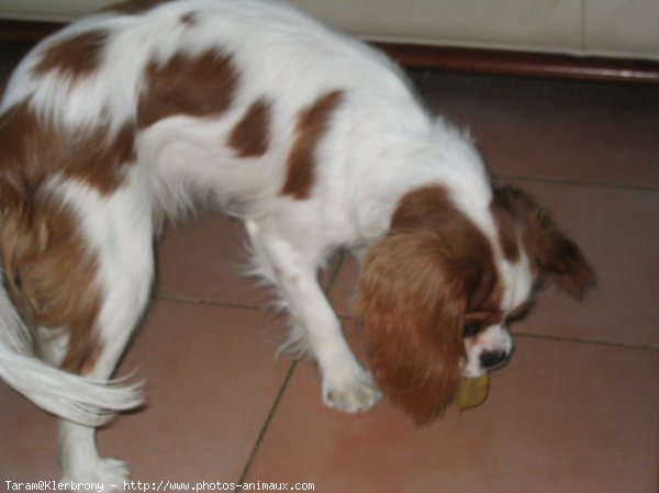 Photo de Cavalier king charles spaniel