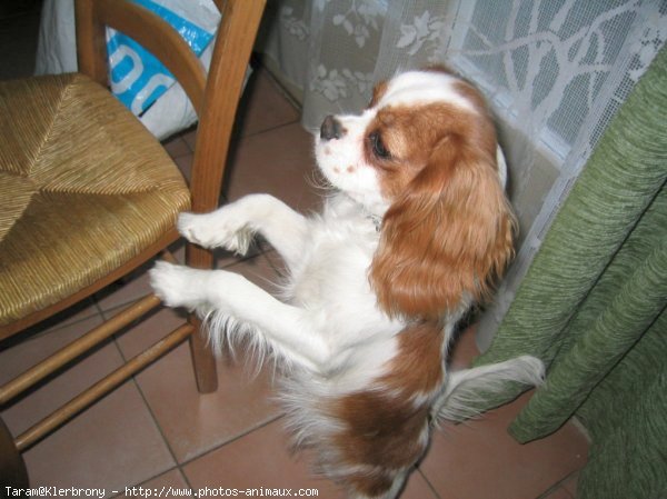 Photo de Cavalier king charles spaniel