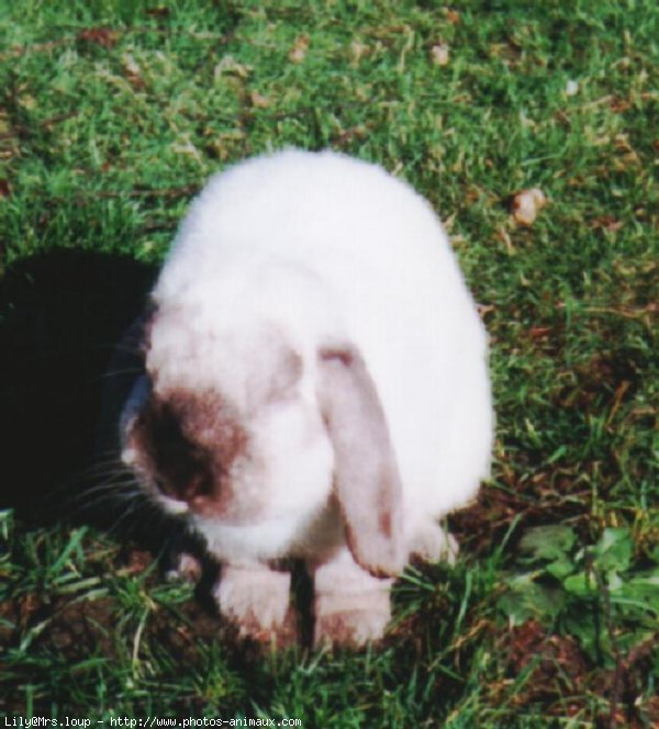 Photo de Lapin