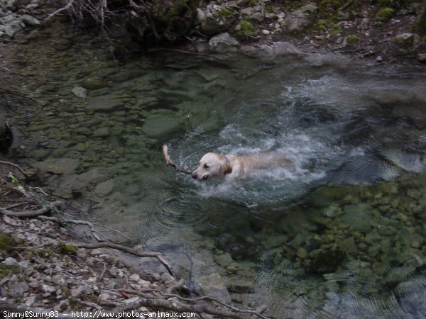 Photo de Golden retriever