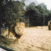 Photo de Lion