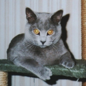 Photo de Chartreux