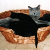 Photo de Chartreux