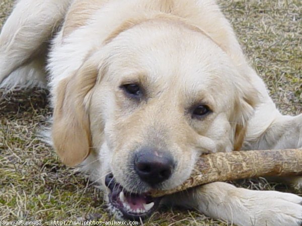 Photo de Golden retriever