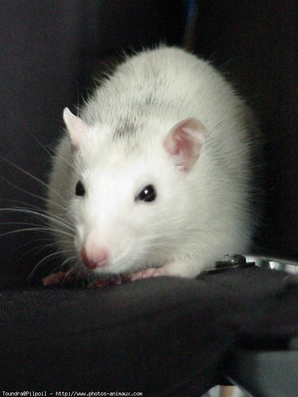 Photo de Rat