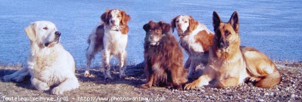 Photo de Races diffrentes