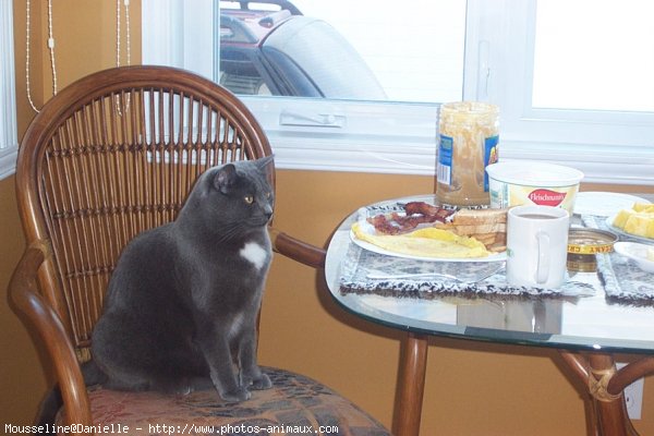 Photo de Chartreux