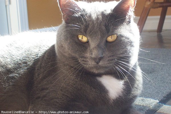 Photo de Chartreux