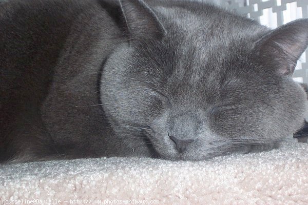 Photo de Chartreux