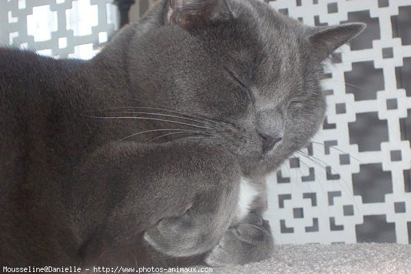 Photo de Chartreux