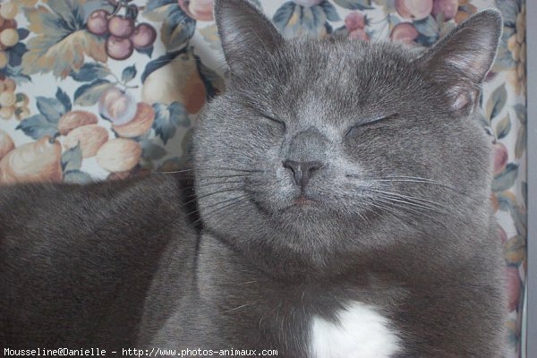 Photo de Chartreux