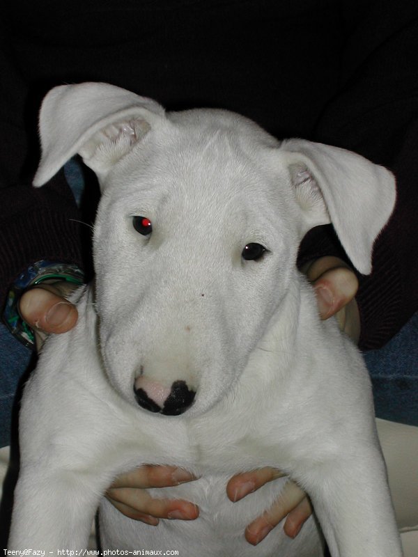 Photo de Bull terrier miniature