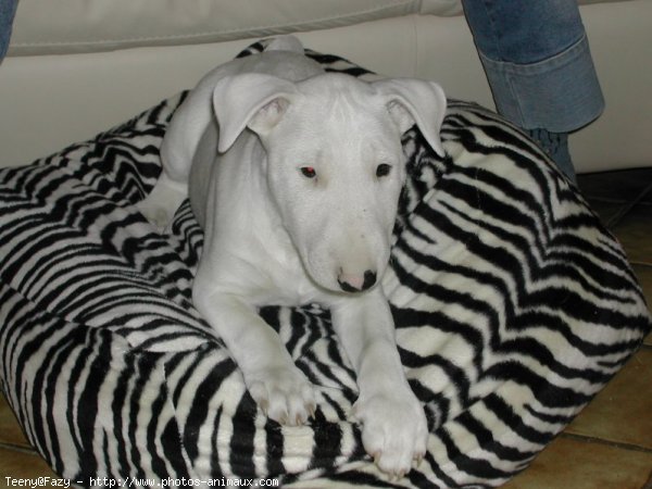 Photo de Bull terrier miniature