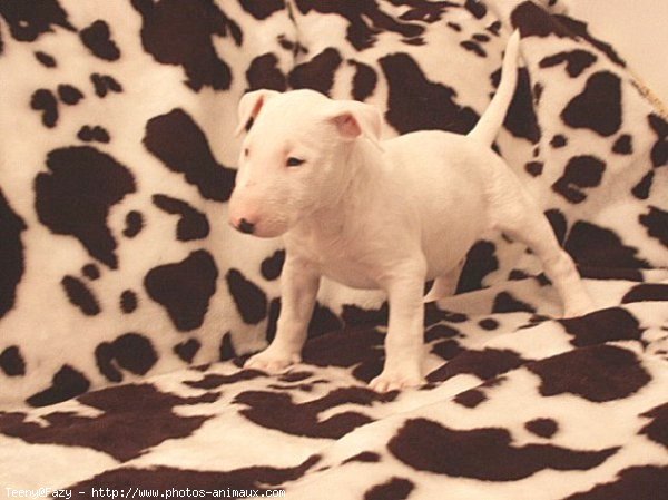 Photo de Bull terrier miniature