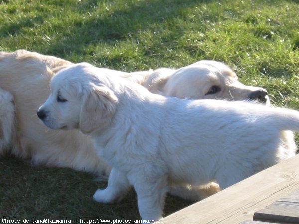 Photo de Golden retriever