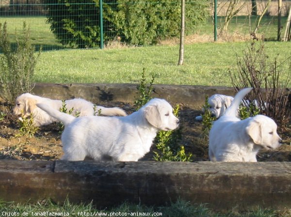 Photo de Golden retriever