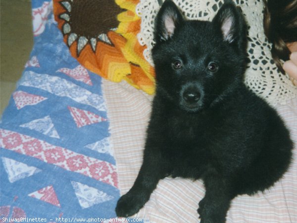 Photo de Schipperke