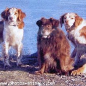 Photo de Races diffrentes