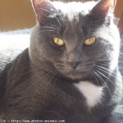 Photo de Chartreux