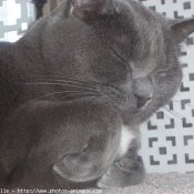 Photo de Chartreux