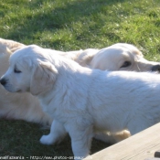 Photo de Golden retriever