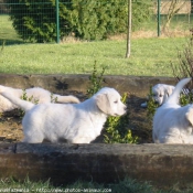 Photo de Golden retriever