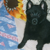 Photo de Schipperke