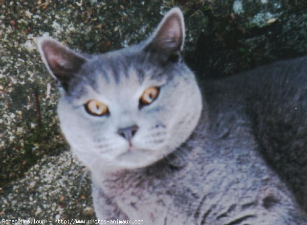 Photo de Chartreux