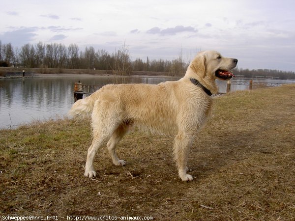 Photo de Golden retriever