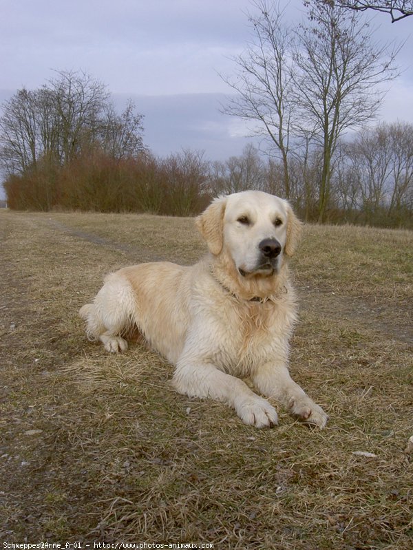 Photo de Golden retriever