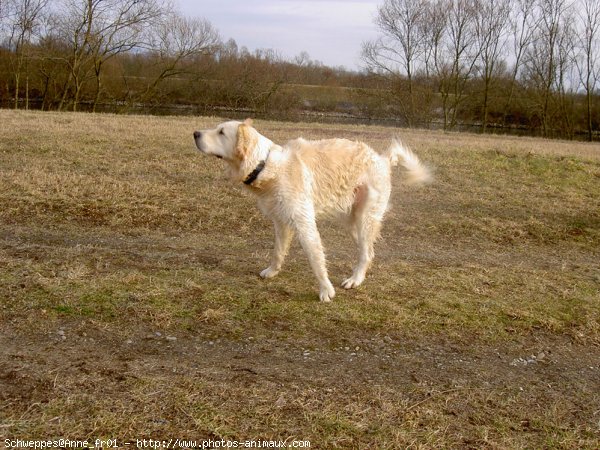 Photo de Golden retriever