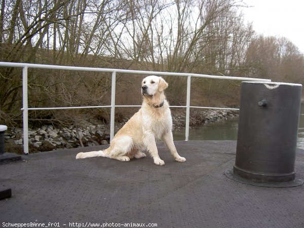 Photo de Golden retriever