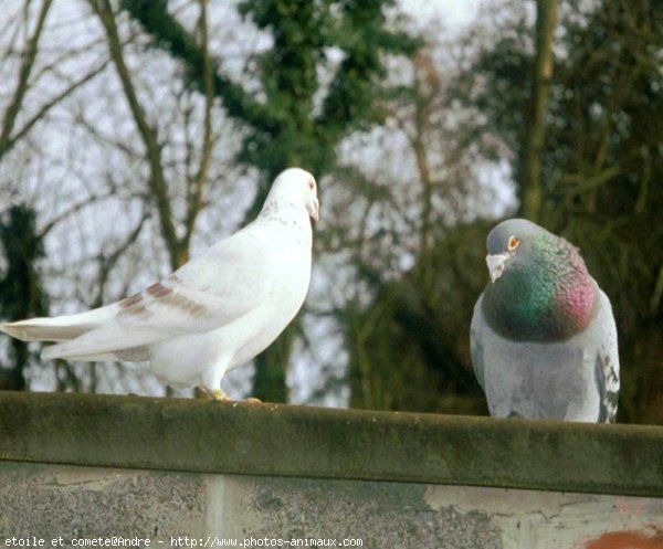 Photo de Pigeon